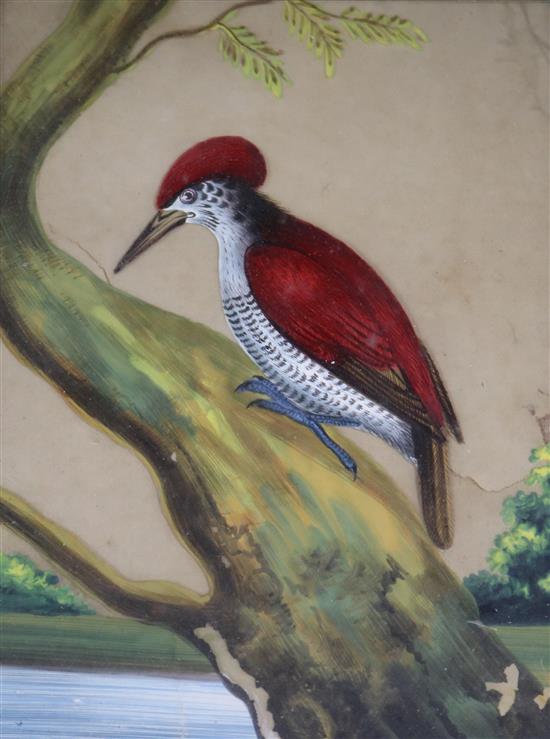 A gouache study of an exotic bird, 11 x 16cm